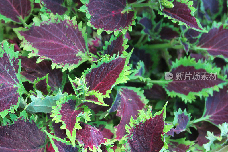 室内植物/每年夏季花园的床上植物塑料花盆上装饰的绿色和红色彩叶的图像，在阳光下盆栽的彩叶壁纸背景，彩绘的荨麻植物/火焰荨麻